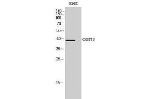Western Blotting (WB) image for anti-Carbohydrate (Chondroitin 4) Sulfotransferase 13 (CHST13) (Internal Region) antibody (ABIN3183915) (CHST13 抗体  (Internal Region))