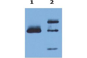 Immunoprecipitation of HLA-G from HLA-G1 transfectants (LCL-HLA-G1) by anti-human HLA-G () and protein G. (HLAG 抗体)