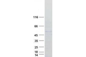 Western Blotting (WB) image for POU Class 2 Homeobox 3 (POU2F3) protein (Myc-DYKDDDDK Tag) (ABIN2729391)