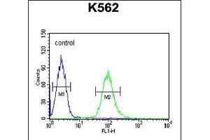 KATL1 Antibody (N-term) (ABIN654187 and ABIN2844038) flow cytometric analysis of K562 cells (right histogram) compared to a negative control cell (left histogram). (KATNAL1 抗体  (N-Term))