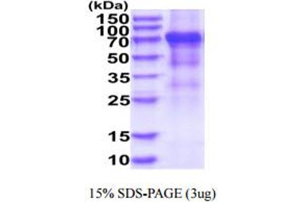 KIR3DL2 Protein (AA 22-340) (hIgG-His-tag)