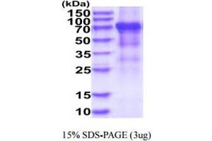 SDS-PAGE (SDS) image for Killer Cell Immunoglobulin-Like Receptor, three Domains, Long Cytoplasmic Tail, 2 (KIR3DL2) (AA 22-340) protein (hIgG-His-tag) (ABIN5778624) (KIR3DL2 Protein (AA 22-340) (hIgG-His-tag))