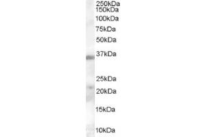 Image no. 1 for anti-Hepatitis A Virus Cellular Receptor 2 (TIM 3) (Internal Region) antibody (ABIN374646) (TIM3 抗体  (Internal Region))