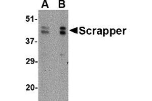 Western Blotting (WB) image for anti-F-Box and Leucine-Rich Repeat Protein 20 (FBXL20) (C-Term) antibody (ABIN1030647)