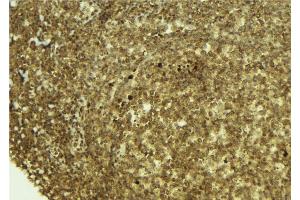 ABIN6273374 at 1/100 staining Mouse pancreas tissue by IHC-P. (PSPC1 抗体  (C-Term))