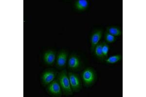 Immunofluorescent analysis of A549 cells using ABIN7153339 at dilution of 1:100 and Alexa Fluor 488-congugated AffiniPure Goat Anti-Rabbit IgG(H+L) (GPR3 抗体  (AA 300-330))
