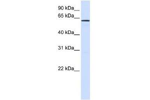 FAM20A antibody used at 1 ug/ml to detect target protein. (FAM20A 抗体  (N-Term))