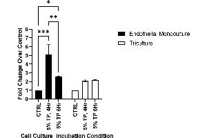 CLDN5 protein expression following a 4- or 6-hour incubation with 5% plasma from severely injured patients. (Claudin 5 ELISA 试剂盒)