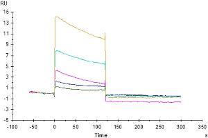 Surface Plasmon Resonance (SPR) image for Fc Fragment of IgG, Low Affinity IIb, Receptor (CD32) (FCGR2B) (AA 46-217) protein (His-Avi Tag) (ABIN7274288)