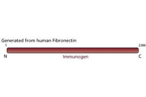 Image no. 3 for anti-Fibronectin antibody (ABIN967729) (Fibronectin 抗体)