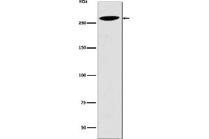 Western blot analysis of Lrp2 expression in 293T cell lysate.