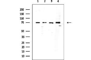 Western blot analysis of lysates from various samples, using SHP2 Mouse Monoclonal Antibody at 1/1000 dilution.