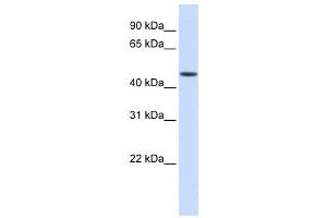 Western Blotting (WB) image for anti-Jumonji Domain Containing 5 (JMJD5) antibody (ABIN2460019) (JMJD5 抗体)