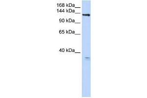 TMEM16C antibody used at 1 ug/ml to detect target protein.