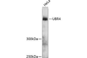Western blot analysis of extracts of HeLa cells, using UBR4 antibody (ABIN6132109, ABIN6149861, ABIN6149862 and ABIN6215787) at 1:3000 dilution. (UBR4 抗体  (AA 4884-5183))