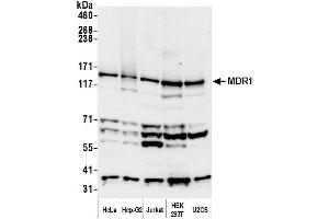 Western Blotting (WB) image for anti-ATP-Binding Cassette, Sub-Family B (MDR/TAP), Member 1 (ABCB1) (AA 1-50) antibody (ABIN7449765)