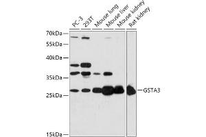 Western blot analysis of extracts of various cell lines, using GST antibody (ABIN7267440) at 1:1000 dilution. (GSTA3 抗体  (AA 1-222))