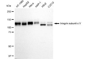 Western blotting analysis using Integrin subunit alpha V antibody (ABIN7800944).