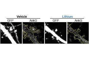 Representative maximal projection of a confocal image of endogenous AnkG (cat.