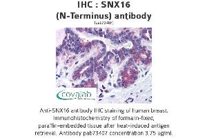 Image no. 1 for anti-Sorting Nexin 16 (SNX16) (N-Term) antibody (ABIN1739488) (SNX16 抗体  (N-Term))