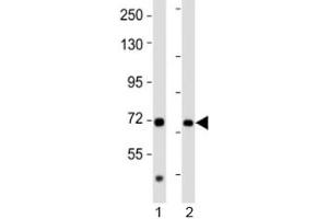 Western blot testing of AACS antibody at 1:2000 dilution. (AACS 抗体  (AA 539-573))