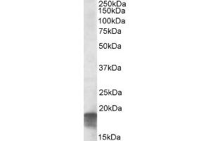 ABIN571050 (0. (SDHAF1 抗体  (C-Term))