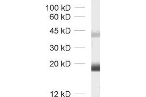 Western Blotting (WB) image for anti-Claudin 11 (CLDN11) (AA 188-207) antibody (ABIN1742489) (Claudin 11 抗体  (AA 188-207))