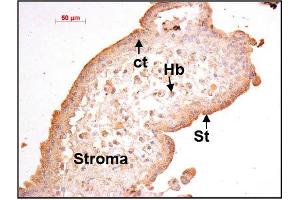 Image no. 3 for anti-Prokineticin 1 (Prok1) (N-Term) antibody (ABIN347051) (Prokineticin 1 抗体  (N-Term))