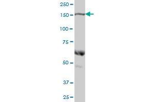 COLEC12 MaxPab polyclonal antibody. (COLEC12 抗体  (AA 1-622))