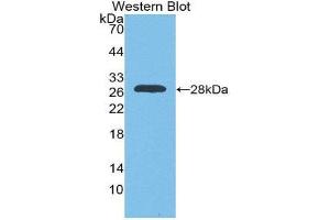 Western Blotting (WB) image for anti-Myogenin (Myogenic Factor 4) (MYOG) (AA 4-219) antibody (ABIN2119141) (Myogenin 抗体  (AA 4-219))