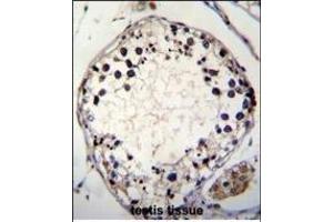 PTCHD3 Antibody (C-term) (ABIN655356 and ABIN2844915) immunohistochemistry analysis in formalin fixed and paraffin embedded human testis tissue followed by peroxidase conjugation of the secondary antibody and DAB staining. (PTCHD3 抗体  (C-Term))