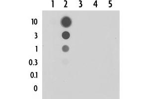 Dot blot of 5-Formylcytosine pAb.