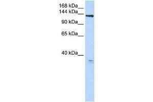 Human 293T; WB Suggested Anti-TMEM16C Antibody Titration: 0. (ANO3 抗体  (C-Term))