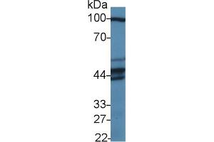 Western Blot; Sample: Human HepG2 cell lysate; Primary Ab: 1µg/ml Rabbit Anti-Human PUS1 Antibody Second Ab: 0. (PUS1 抗体  (AA 1-427))