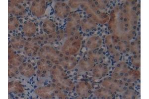 Detection of RNASE3 in Mouse Kidney Tissue using Polyclonal Antibody to Ribonuclease A3 (RNASE3) (RNASE3 抗体  (AA 34-150))