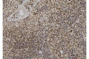 ABIN6273053 at 1/100 staining Mouse spleen tissue by IHC-P. (Lamin B2 抗体  (Internal Region))