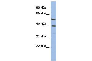 WB Suggested Anti-OLAH  Antibody Titration: 0. (OLAH 抗体  (N-Term))