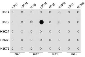 Dot-blot analysis of all sorts of methylation peptides using DiMethyl-Histone H3-K9 antibody (ABIN1872998).