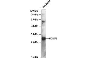 Western blot analysis of extracts of rat heart, using KCNIP3 antibody (ABIN6134332, ABIN6142715, ABIN6142716 and ABIN6217806) at 1:3000 dilution.