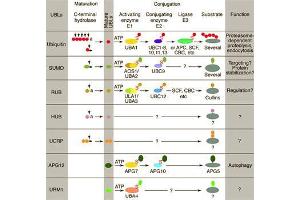 Conjugation pathways for ubiquitin and ubiquitin-like modifiers (UBLs). (CUL9 抗体  (C-Term))