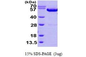 SDS-PAGE (SDS) image for Annexin A11 (ANXA11) (AA 1-505) protein (His tag) (ABIN667834) (Annexin A11 Protein (ANXA11) (AA 1-505) (His tag))