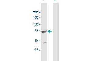 Western Blot analysis of TPP1 expression in transfected 293T cell line by TPP1 MaxPab polyclonal antibody. (TPP1 抗体  (AA 1-563))
