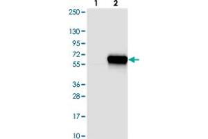 Western blot analysis of Lane 1: Negative control (vector only transfected HEK293T lysate). (DNAJC16 抗体)