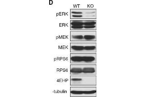 Depletion of 4EHP expression affects cell proliferation, survival, and ERK1/2 phosphorylation. (EIF4E2 抗体)