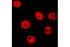 ABIN6275609 staining Hela by IF/ICC. (SFRS8 抗体  (N-Term))