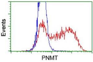 Flow Cytometry (FACS) image for anti-Phenylethanolamine N-Methyltransferase (PNMT) antibody (ABIN1500309) (PNMT 抗体)