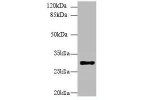 Image no. 2 for anti-Major Histocompatibility Complex, Class II, DR beta 4 (HLA-DRB4) (AA 30-227) antibody (ABIN6060855) (HLA-DRB4 抗体  (AA 30-227))