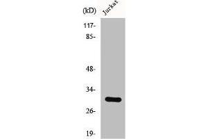 Western Blot analysis of LOVO cells using CSP Polyclonal Antibody (DNAJC5 抗体  (C-Term))