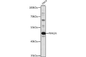Western blot analysis of extracts of HeLa cells, using PI4K2A antibody (ABIN7269284) at 1:1000 dilution. (PI4K2A 抗体  (AA 131-479))