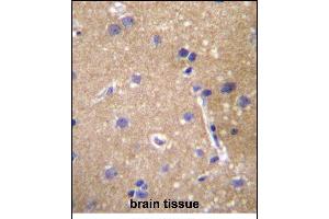 ABCC12 Antibody (Center) (ABIN657120 and ABIN2846265) immunohistochemistry analysis in formalin fixed and paraffin embedded human brain tissue followed by peroxidase conjugation of the secondary antibody and DAB staining. (ABCC12 抗体  (AA 723-752))